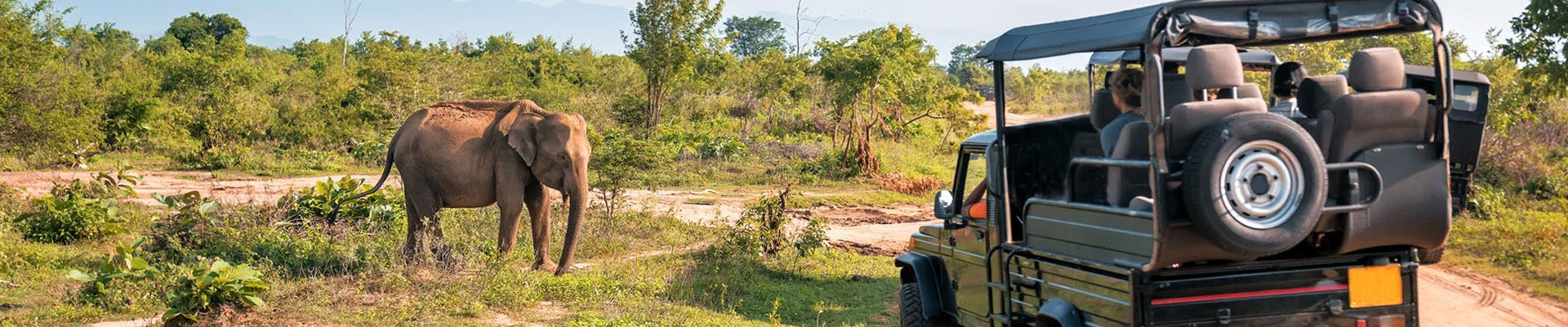 Wildlife Safari Guide