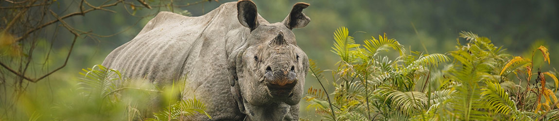 Discover North East India