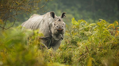 Discover Mesmerizing Meghalaya