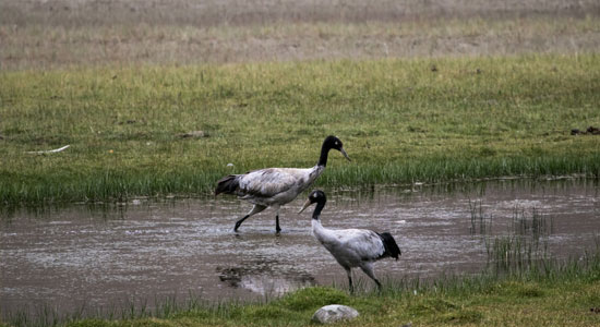 Black-Necked Crane Information Center