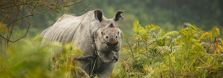 Best Places to stay in Darjeeling