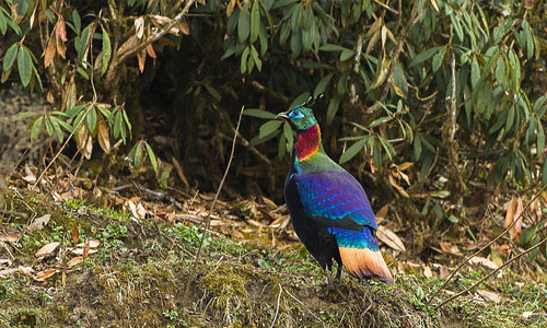 Himalayan Monal