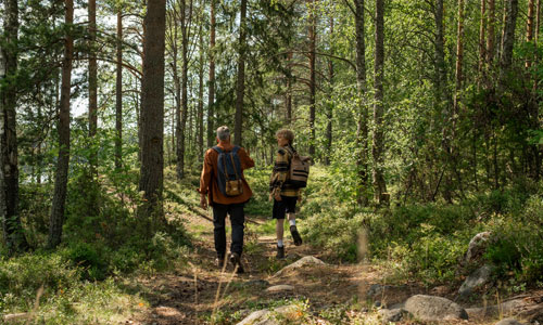 Hiking Through Pine Forests