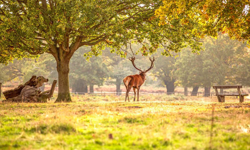 Wildlife Safari in Jigme Dorji National Park